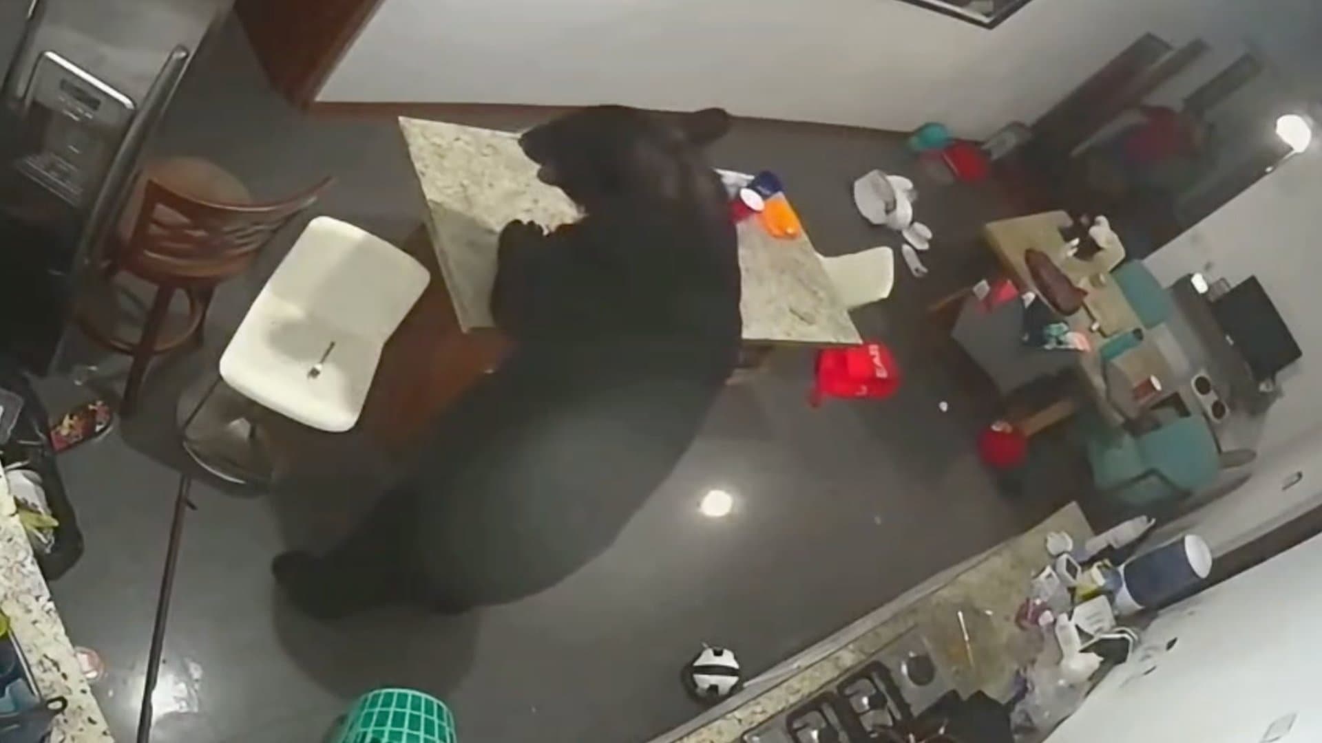 Oso entra a casa en San Pedro