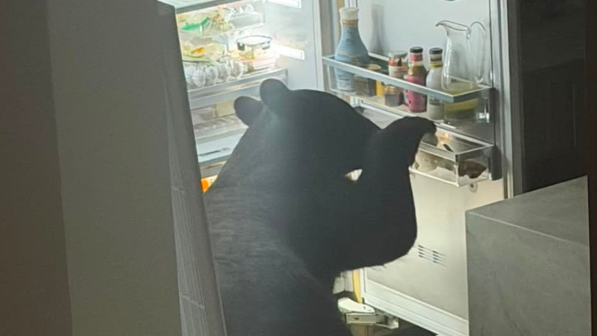 Oso abre refrigerador y come tamales en San Pedro
