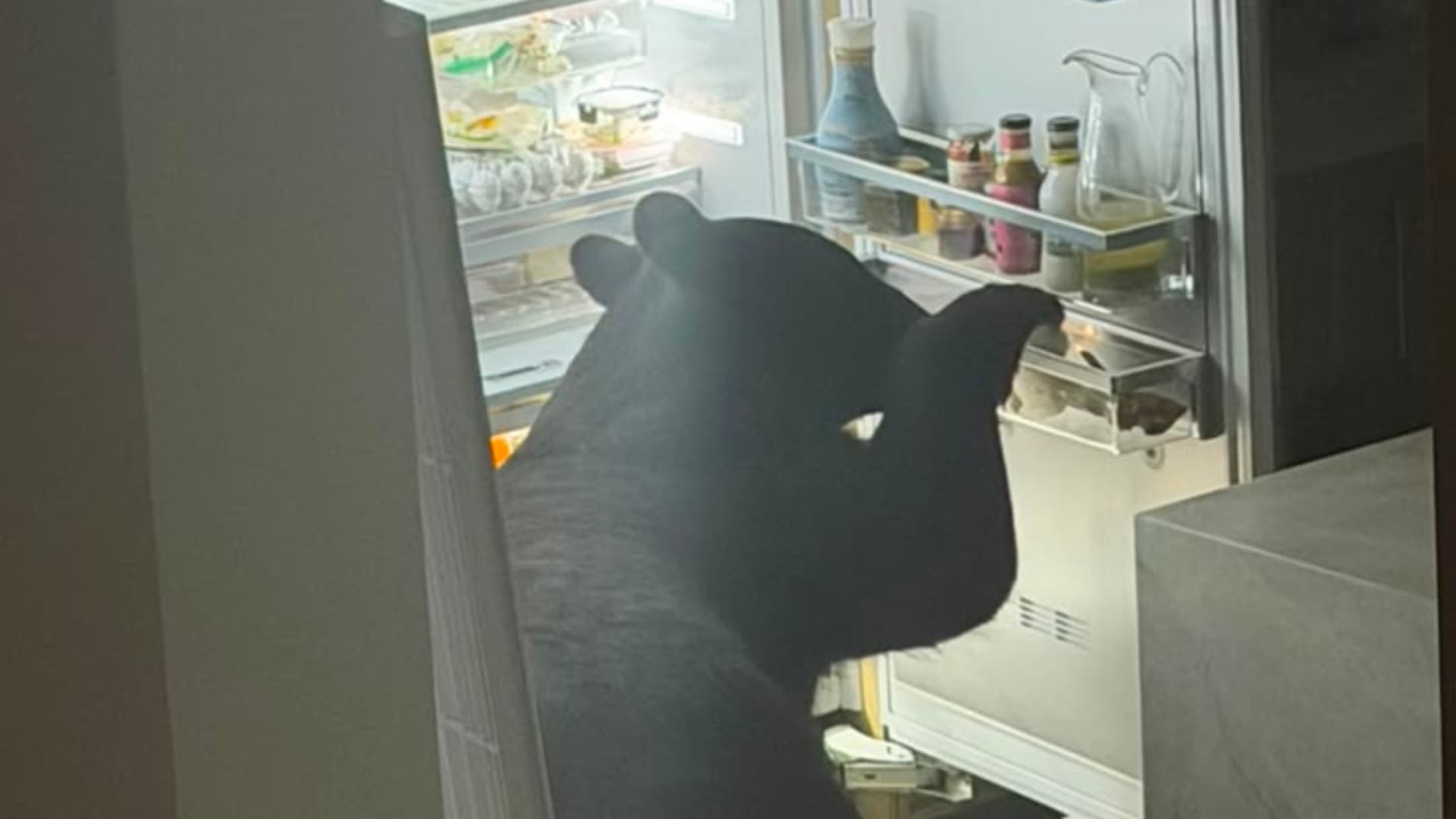 Oso abre refrigerador y come tamales en San Pedro