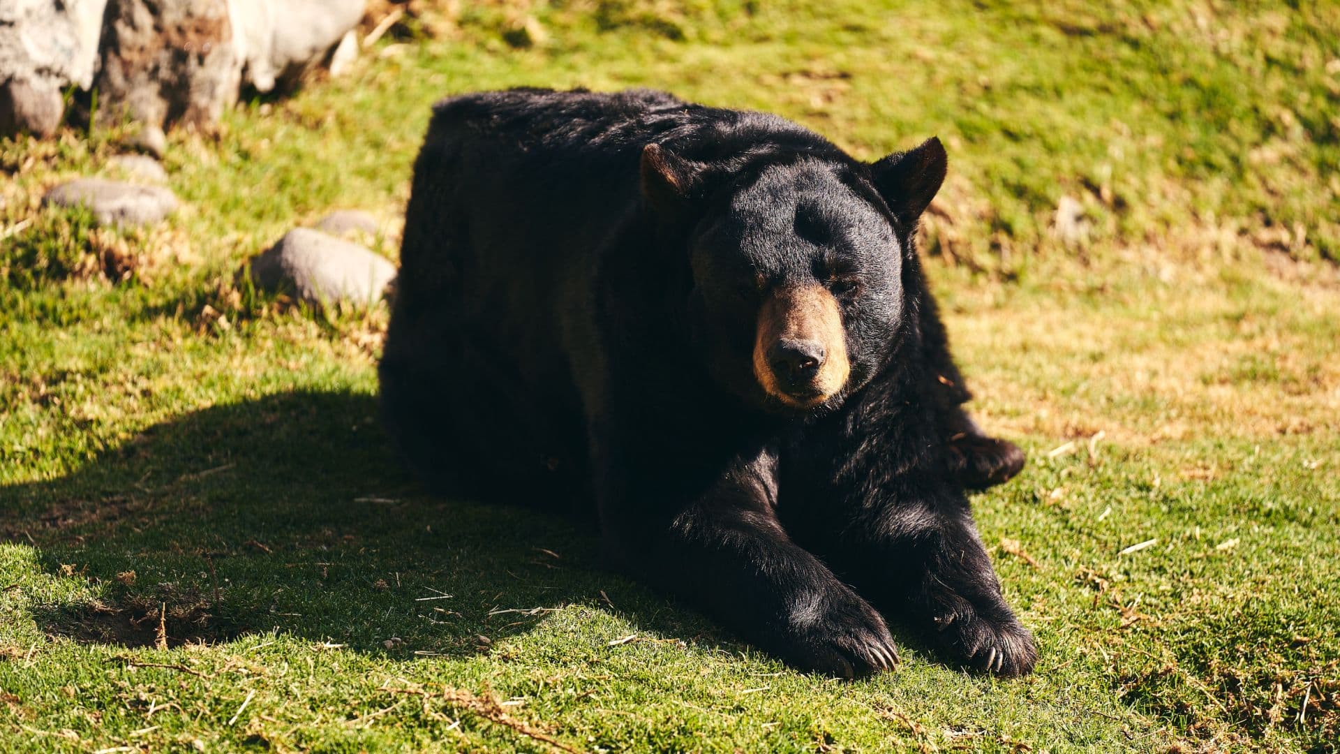 Llegada de Oso Negro Rescatado en Nuevo León a Zoológico Altiplano Tlaxcala