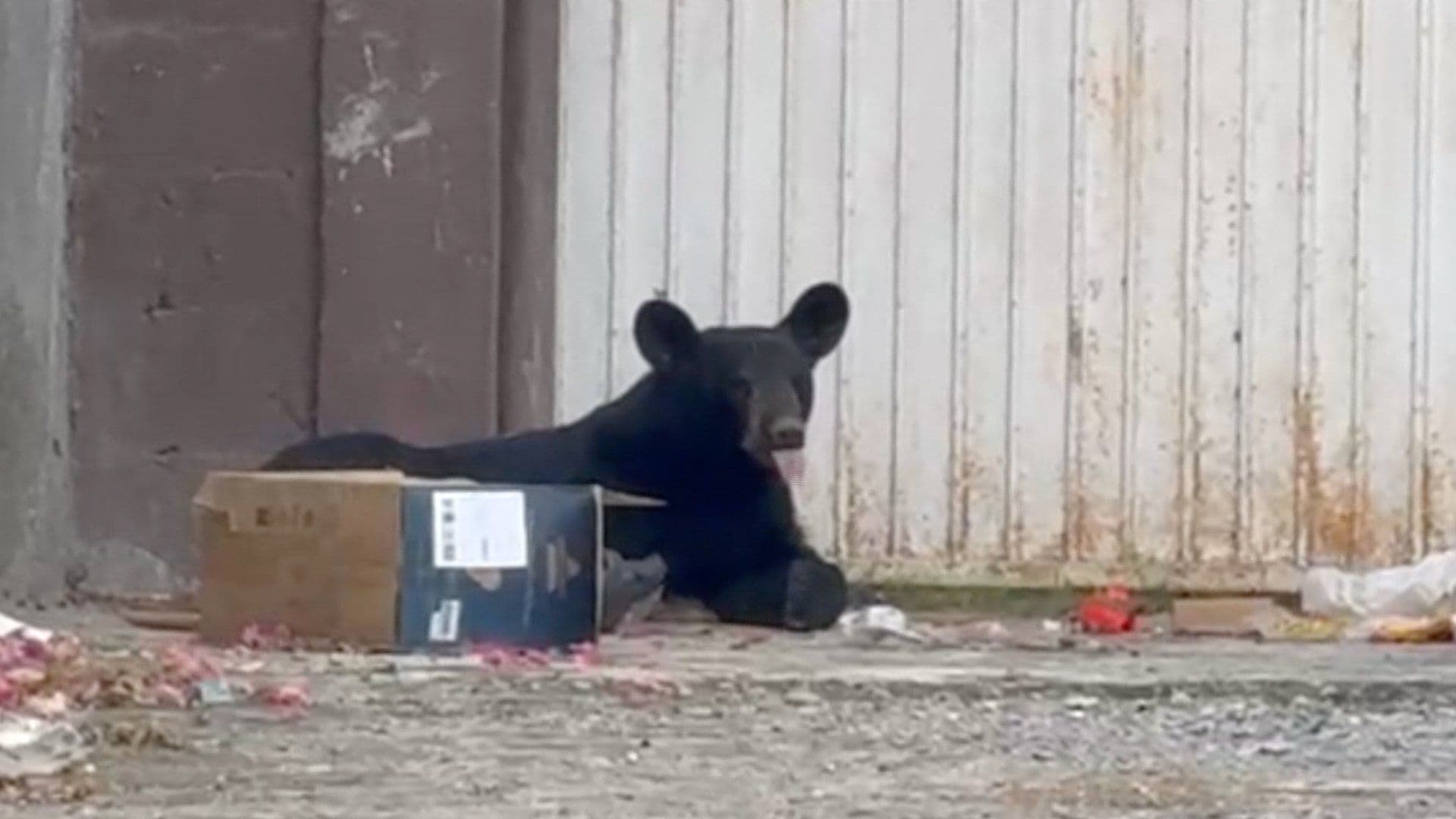 Oso atropellado