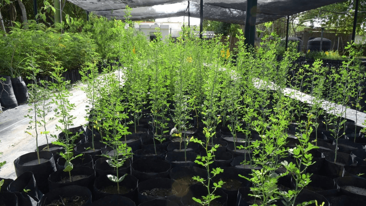 Árboles Nativos del Desierto Para Plantar en Hermosillo