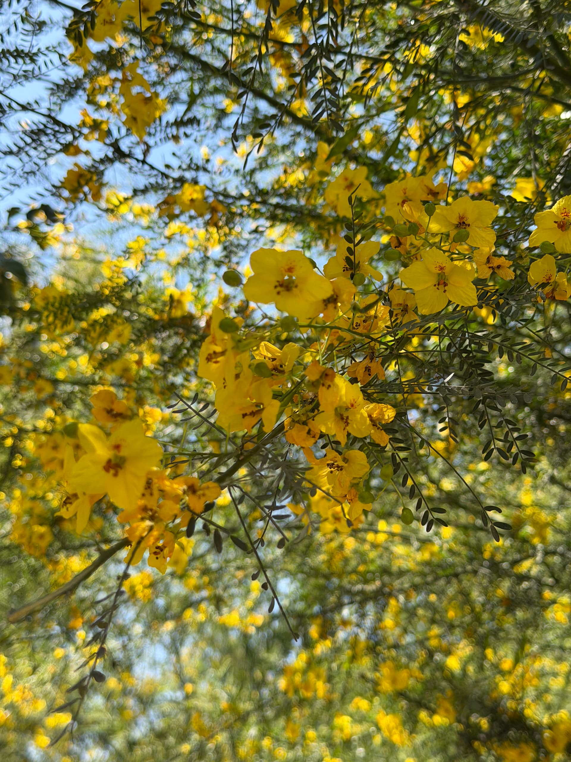Árboles Nativos del Desierto Para Plantar en Hermosillo