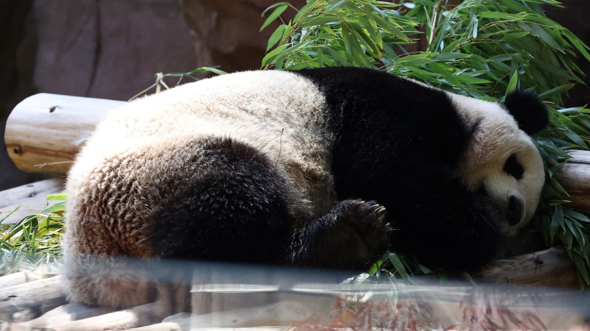 Xin Bao, panda del Zoológico de San Diego