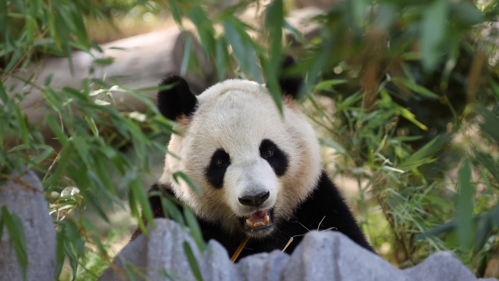 Panda Xin Bao en el Zoológico de San Diego