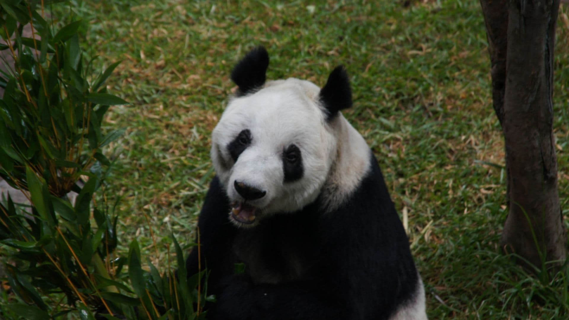 La panda gigante mexicana Xin Xin.