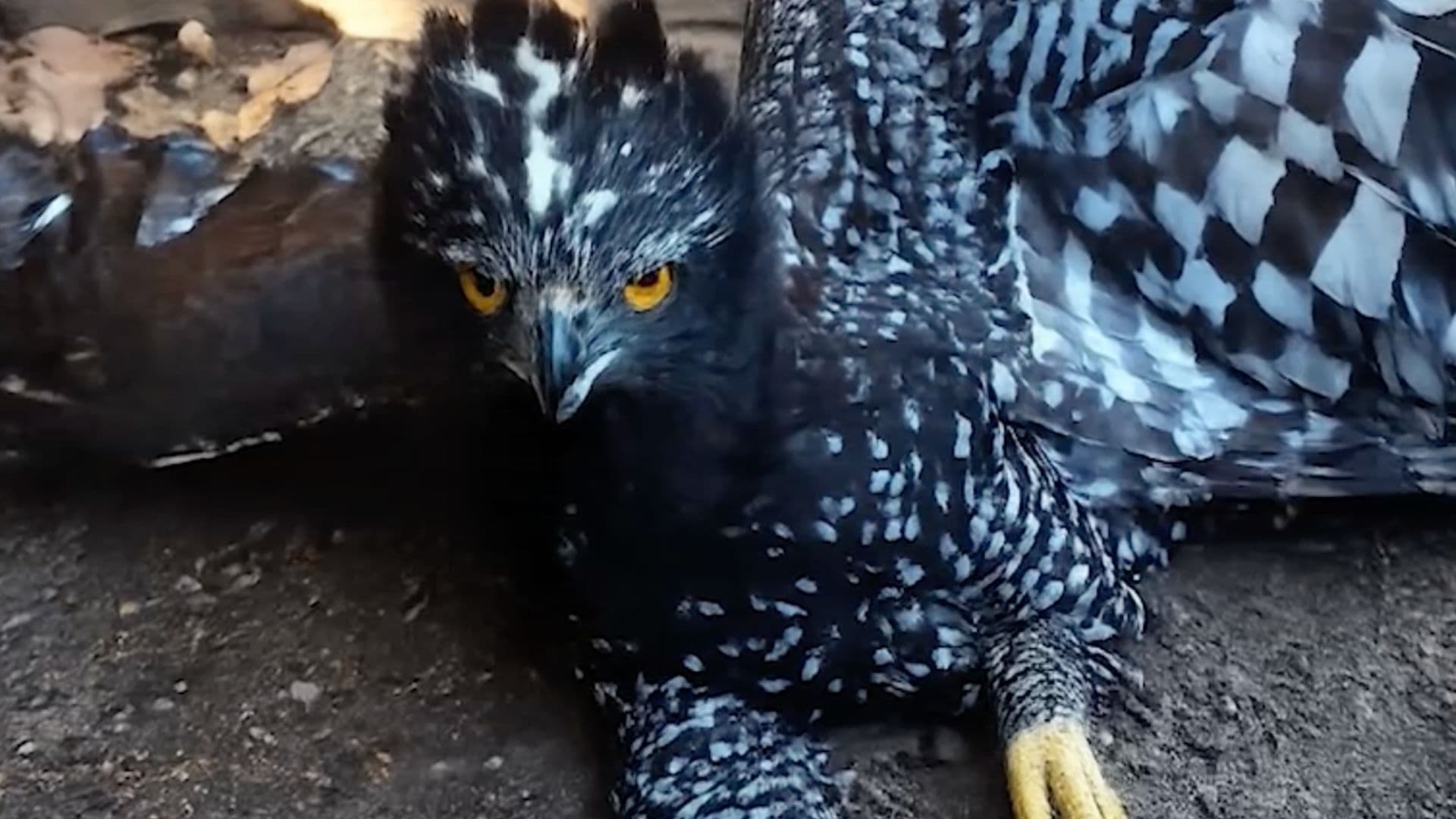 Águila Tirana en Peligro de Extinción es Vista por Primera Vez en Querétaro