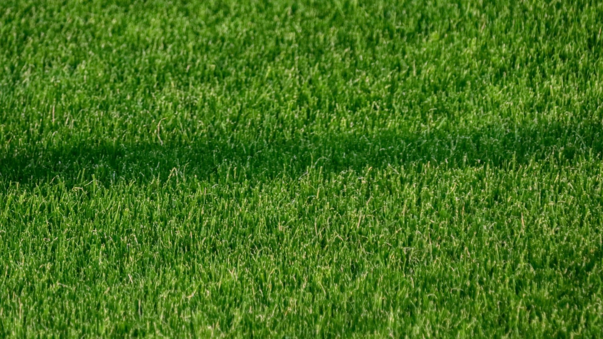 Pasto de cancha de futbol.