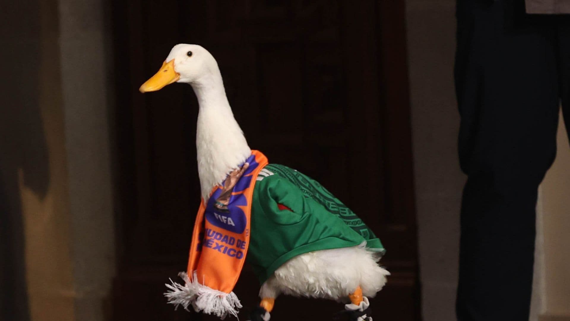 El Pato Merlín Come Carnitas y le Roban Sus Zapatos: Esta Es Su Historia