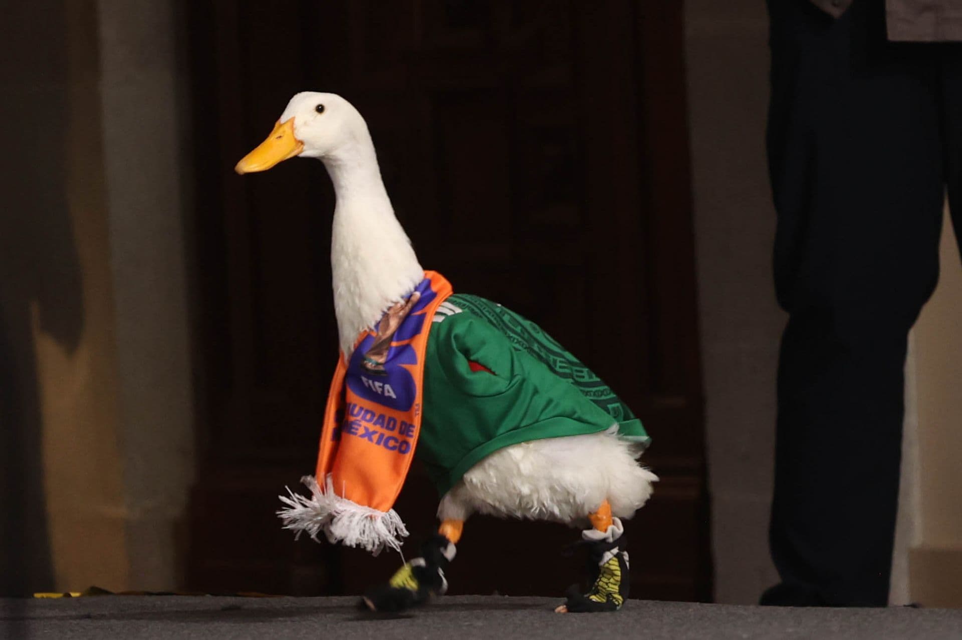Pato Merlín en la conferencia mañanera de hoy, 22 de junio 2026