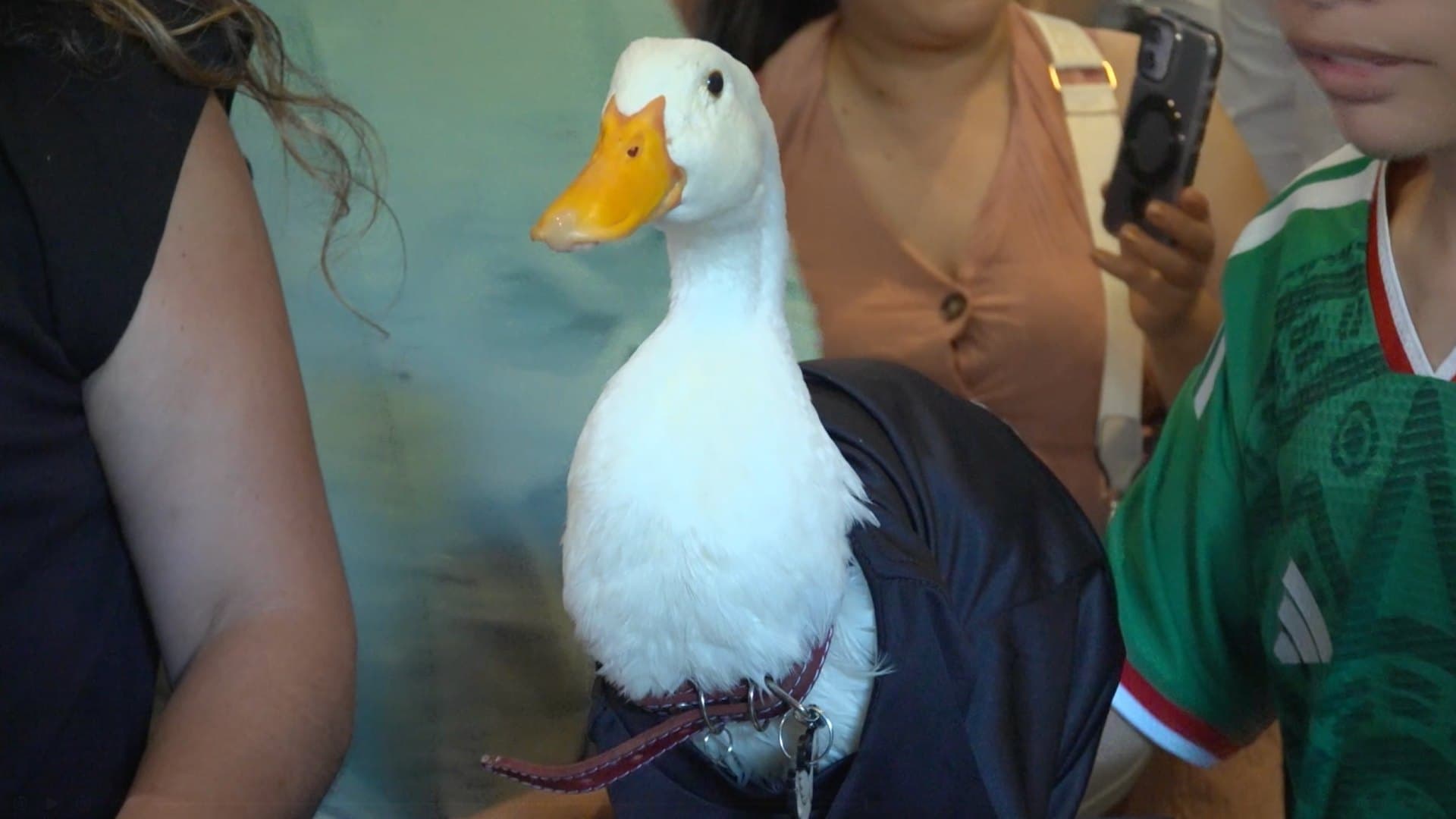 Pato Merlín en Monterrey