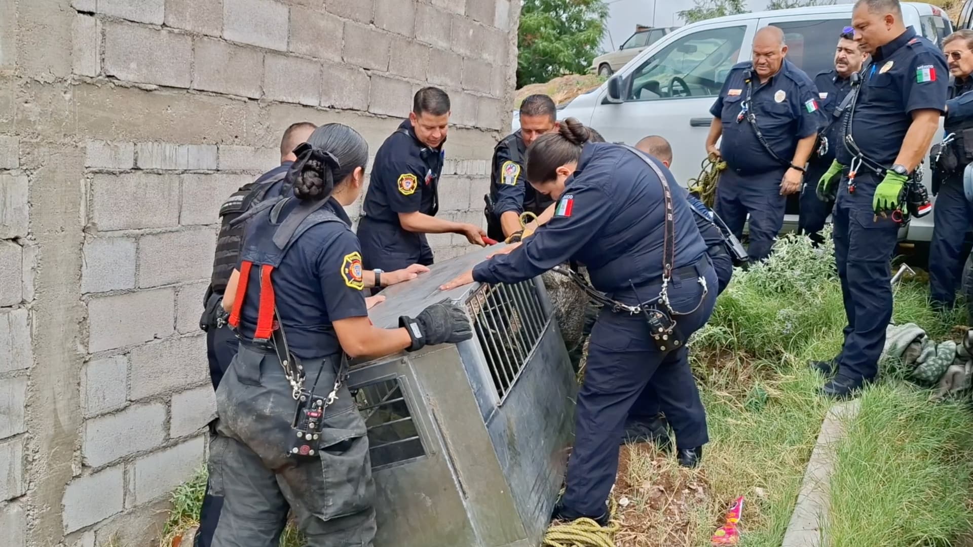 Elementos del Heroico Cuerpo de Bomberos y de la DSPM capturaron al pecarí.