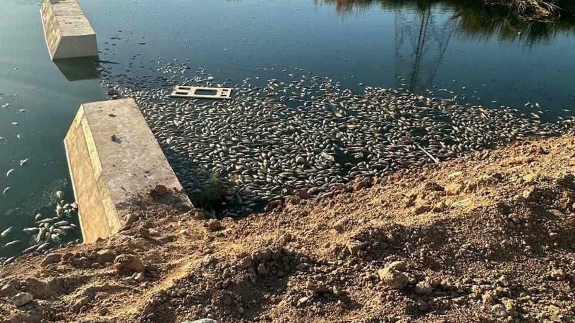Mueren Decena de Peces en la Laguna Campestre de Mexicali, Baja California