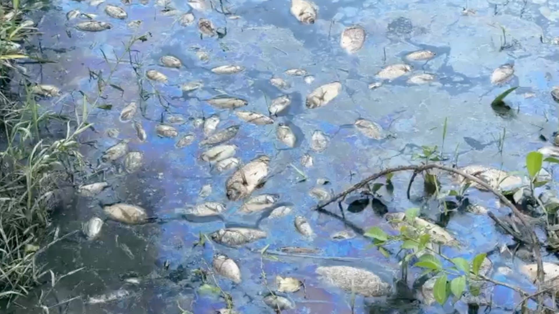 Peces muertos