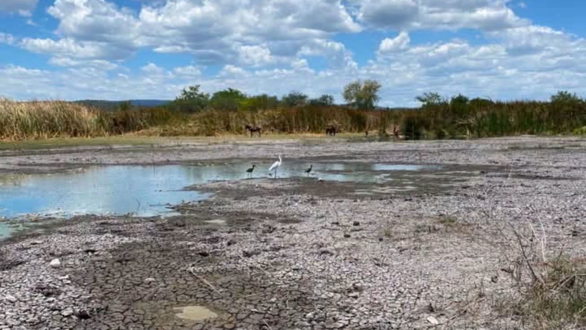 En 2023 también se reportó mortandad de peces en la zona de la laguna.