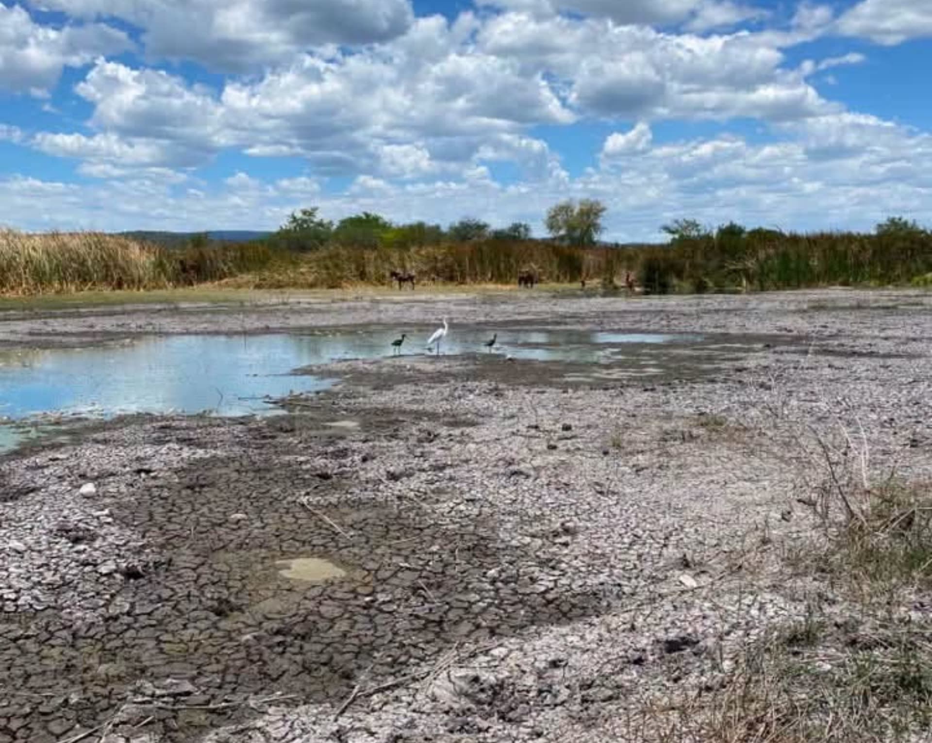 En 2023 también se reportó mortandad de peces en la zona de la laguna.
