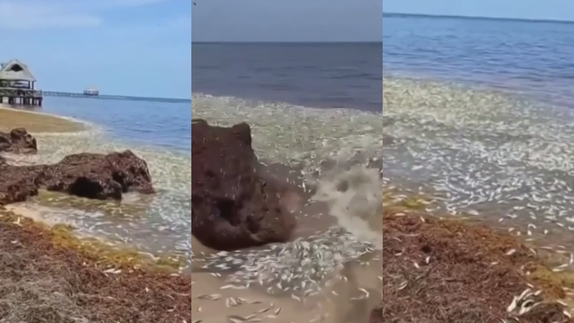 Miles de peces muertos recalaron en playas de Quintana Roo.