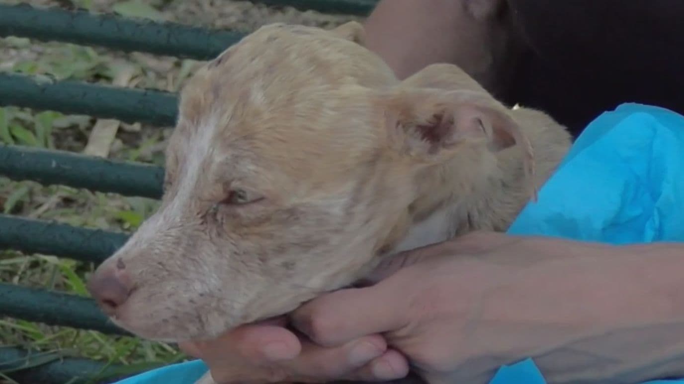 Denuncian maltrato animal en El Carmen