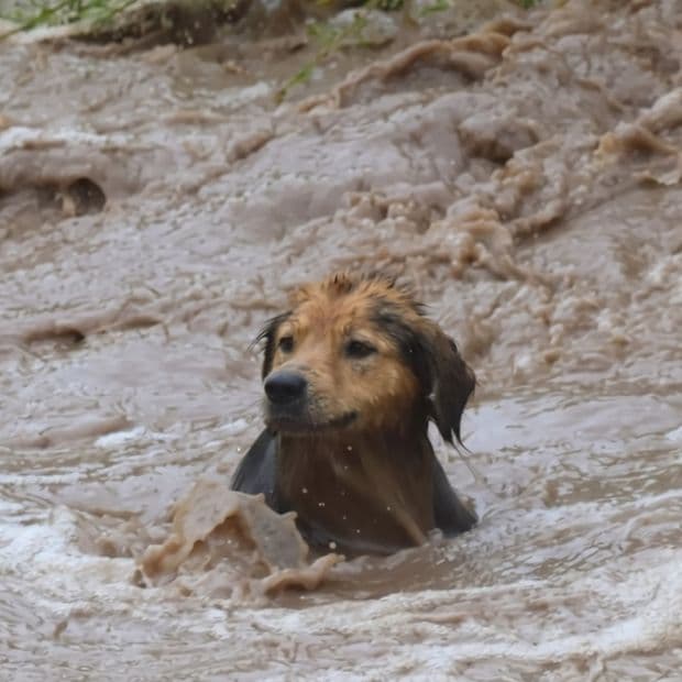 Video: Adoptan a Morocho, El Perro Callejero Que Sobrevivió A La Furia De Un Río
