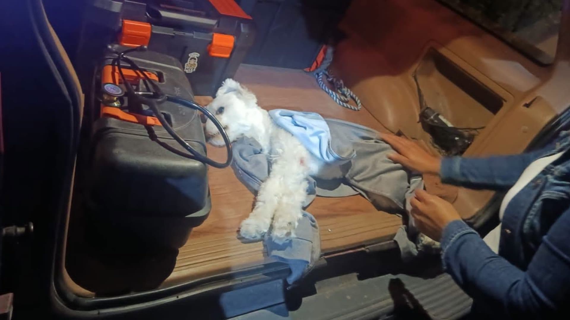 Motociclista atropella a un perro en Coronango, Puebla.