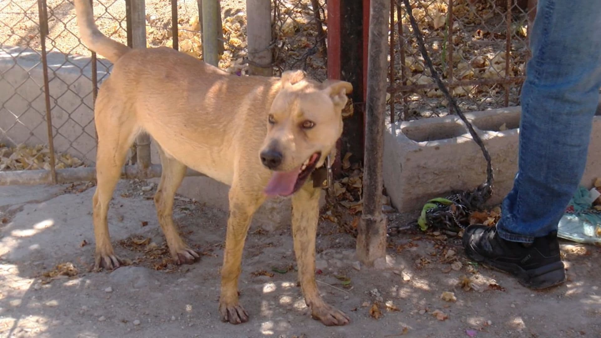 Piden Proteger a Mascotas Ante las Altas Temperaturas en Tijuana, Baja California