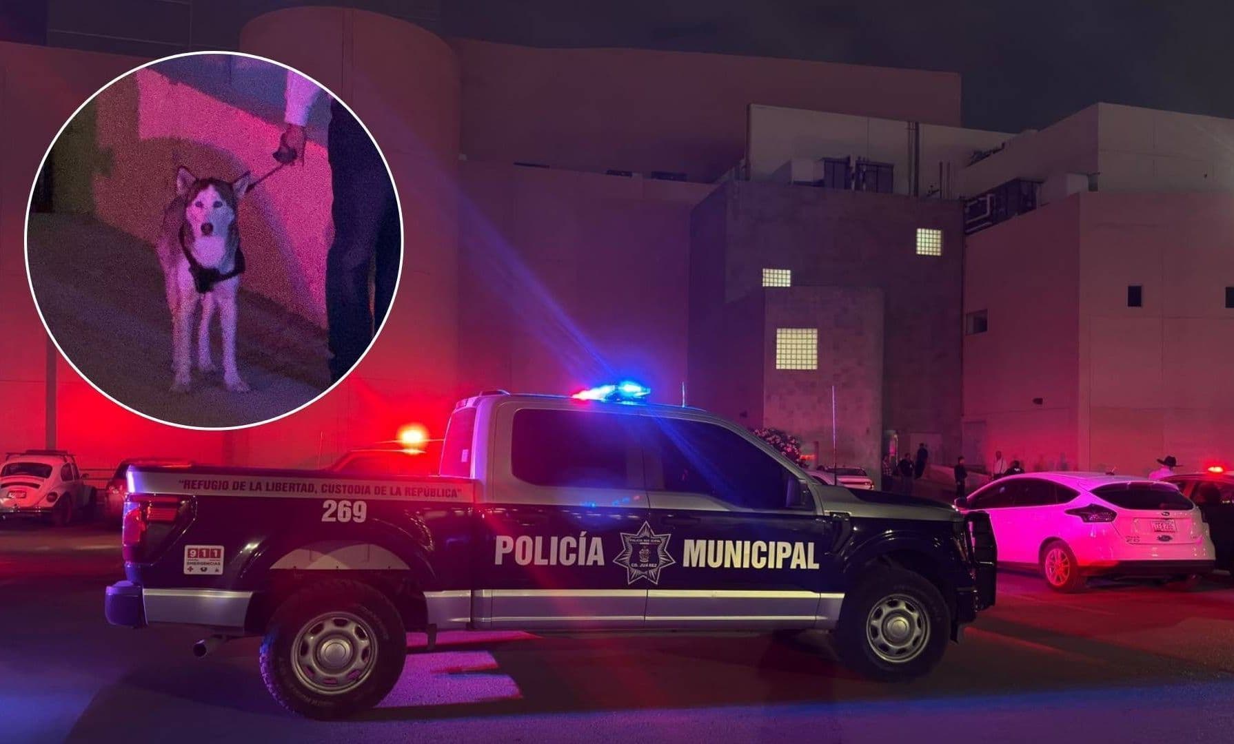 Niño Resulta Lesionado Tras Ataque de Perro en la Feria del Libro de Ciudad Juárez