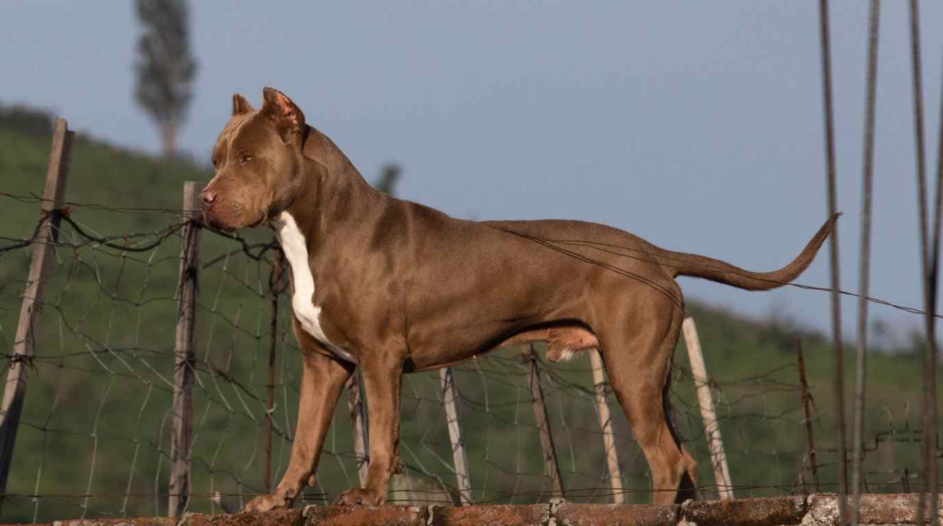 Muere Hombre Tras Ataque de Pitbull Afuera de Estación Indios Verdes De Línea 3 del Metro