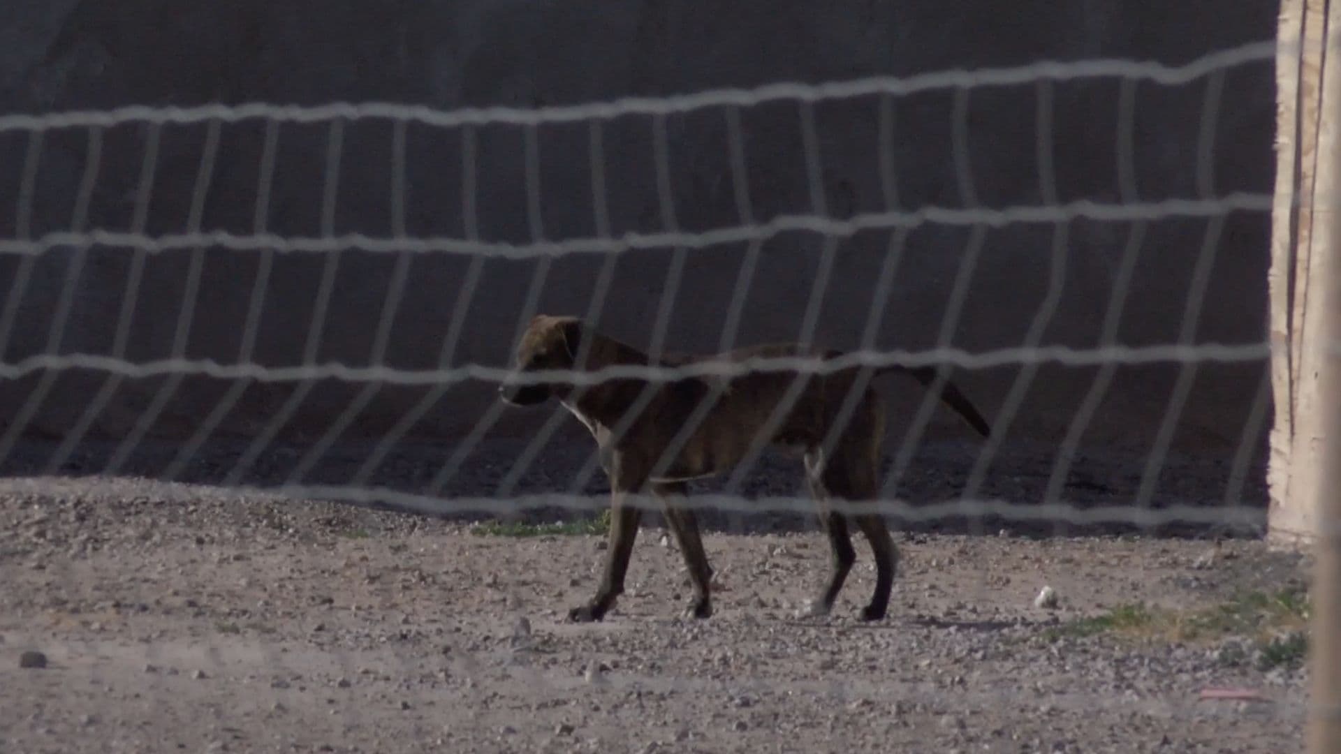 Confirman Primer Caso de Gusano Barrenador en un Perro en Ciudad Juárez