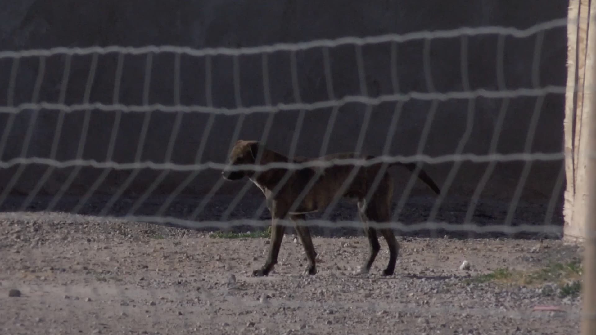 El caso corresponde a un perro que se encontraba en Samalayuca