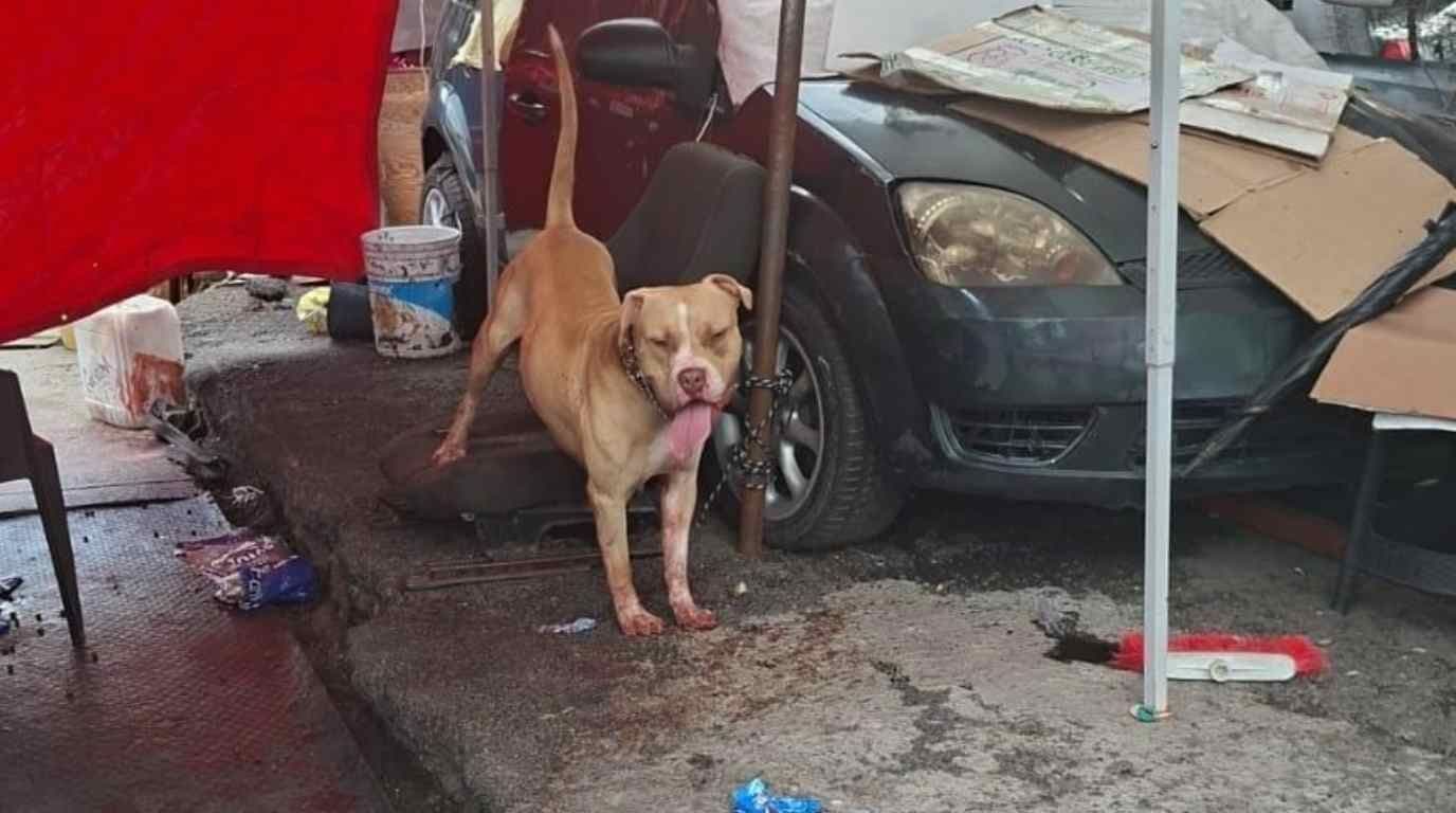 Perro que Mató a Hombre Afuera del Metro Indios Verdes. Foto: N+
