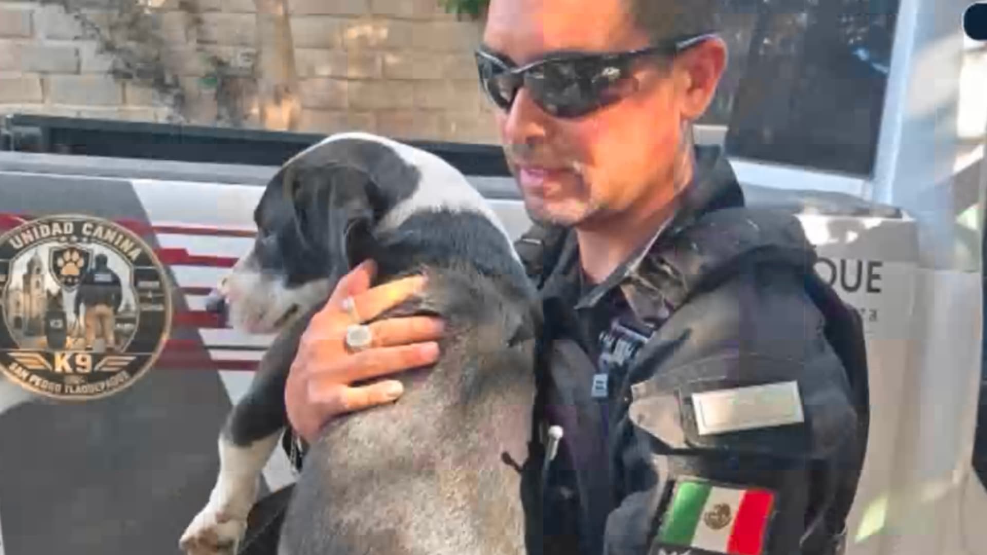 Perro rescatado