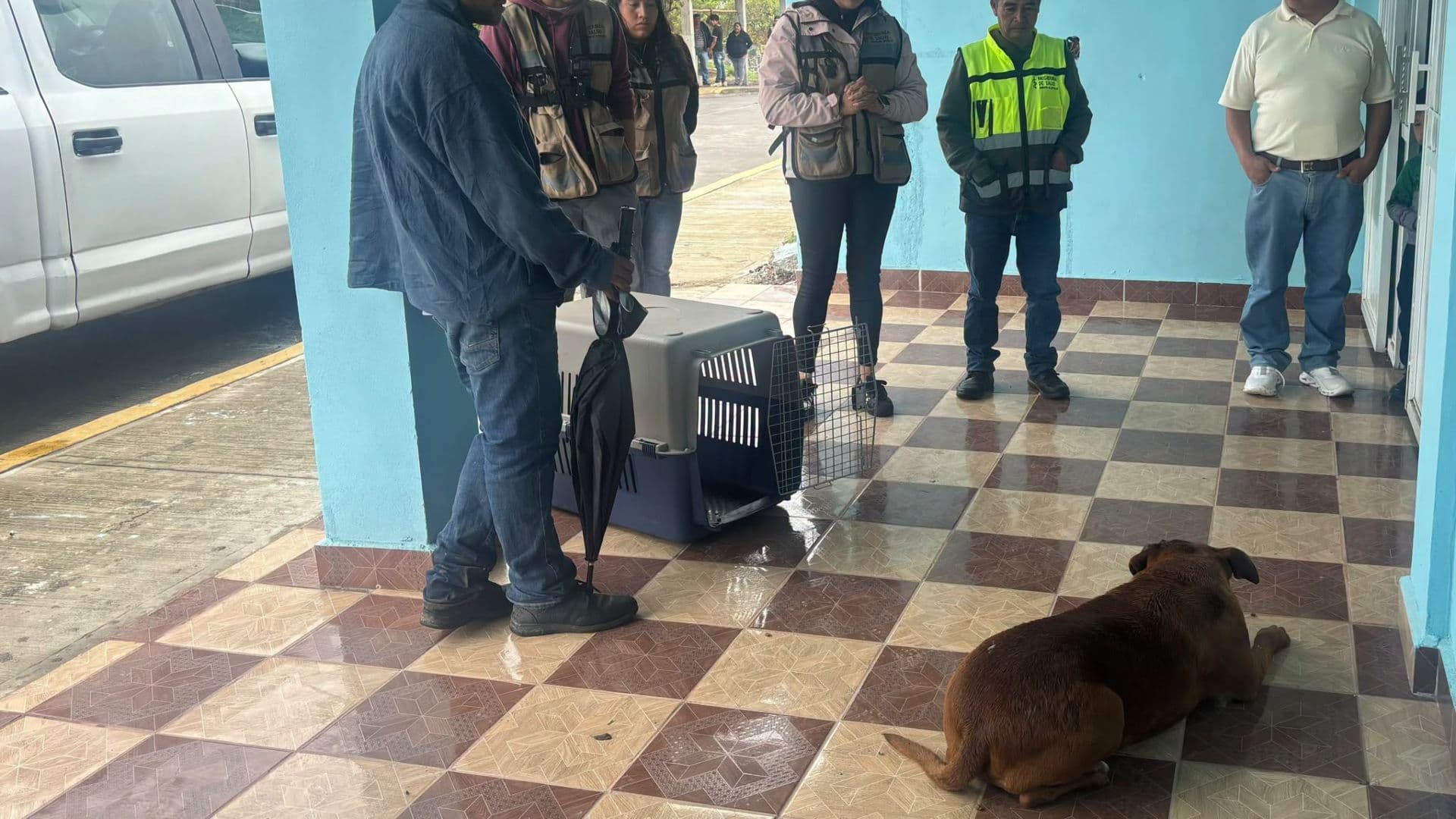 Perro Rescatado Lesionado Machete Herida Cabeza San Martín Xiutetelco Puebla