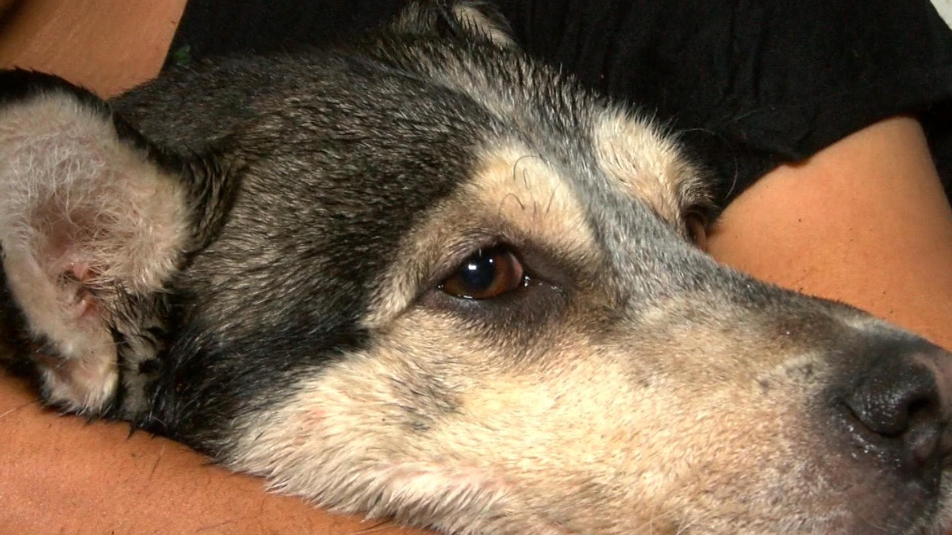 Perro