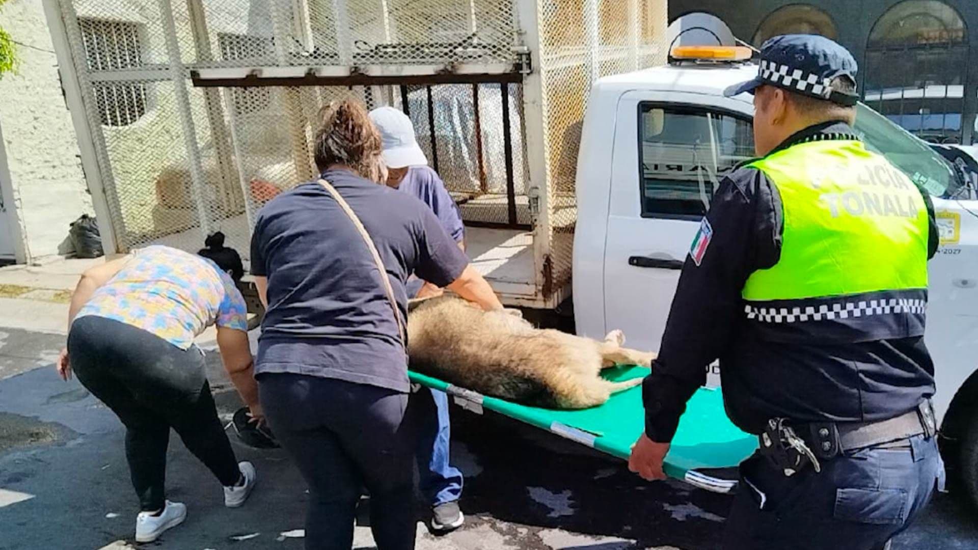 Perro maltratado