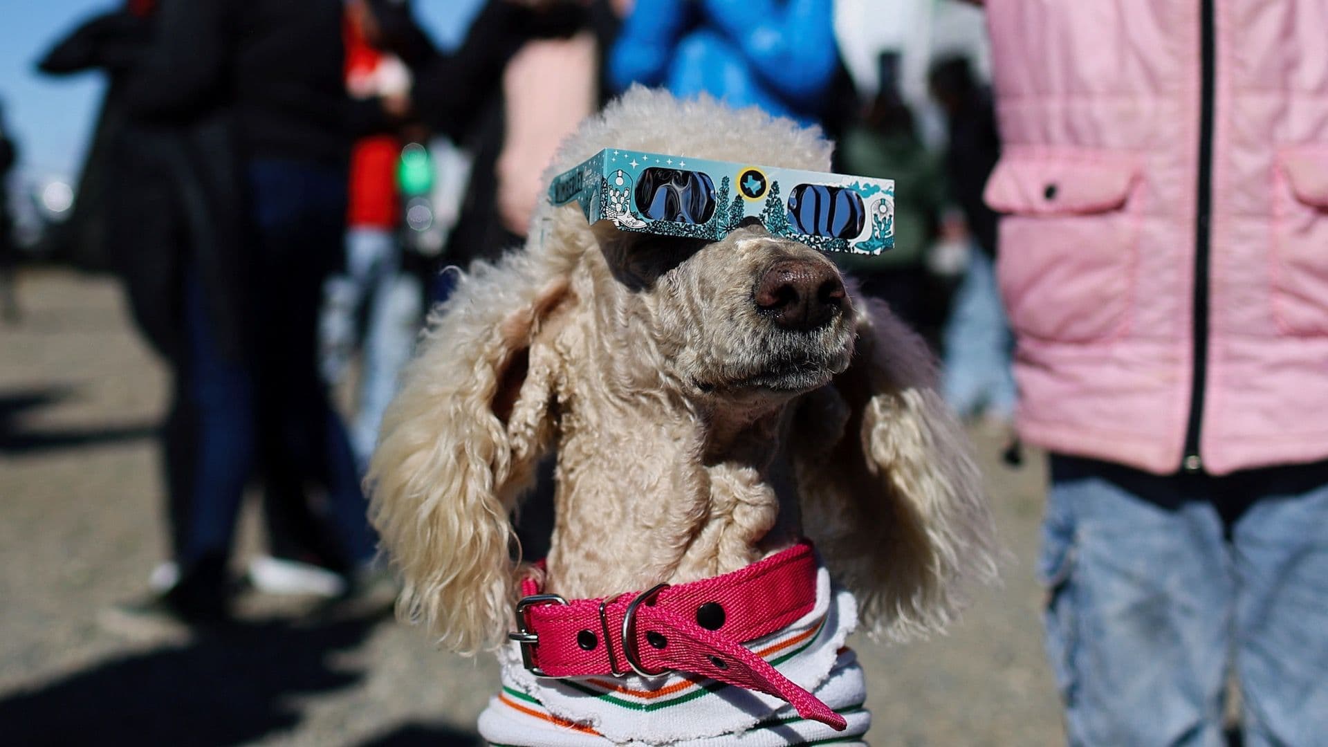 Perro mira eclipse