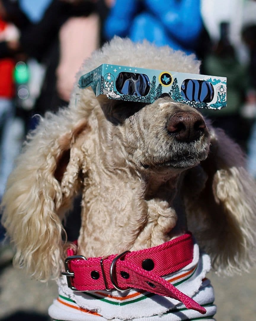 Perro mira eclipse
