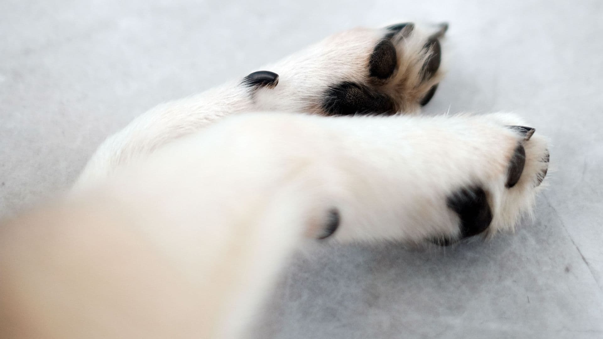 Perro Guchi Muerto Maltrato Crueldad Animal Sentenciado Isaac N Quimixtlán Puebla