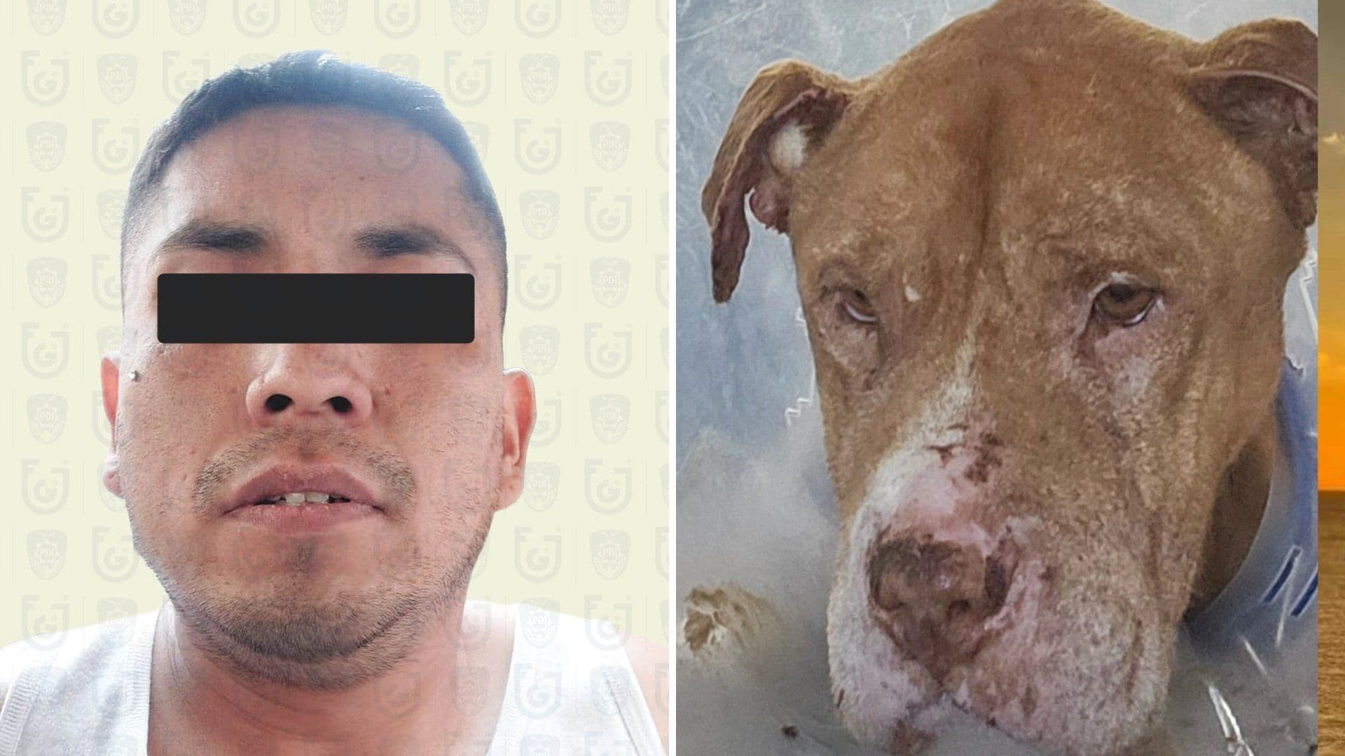 Perro Nicolás Asesinado CDMX