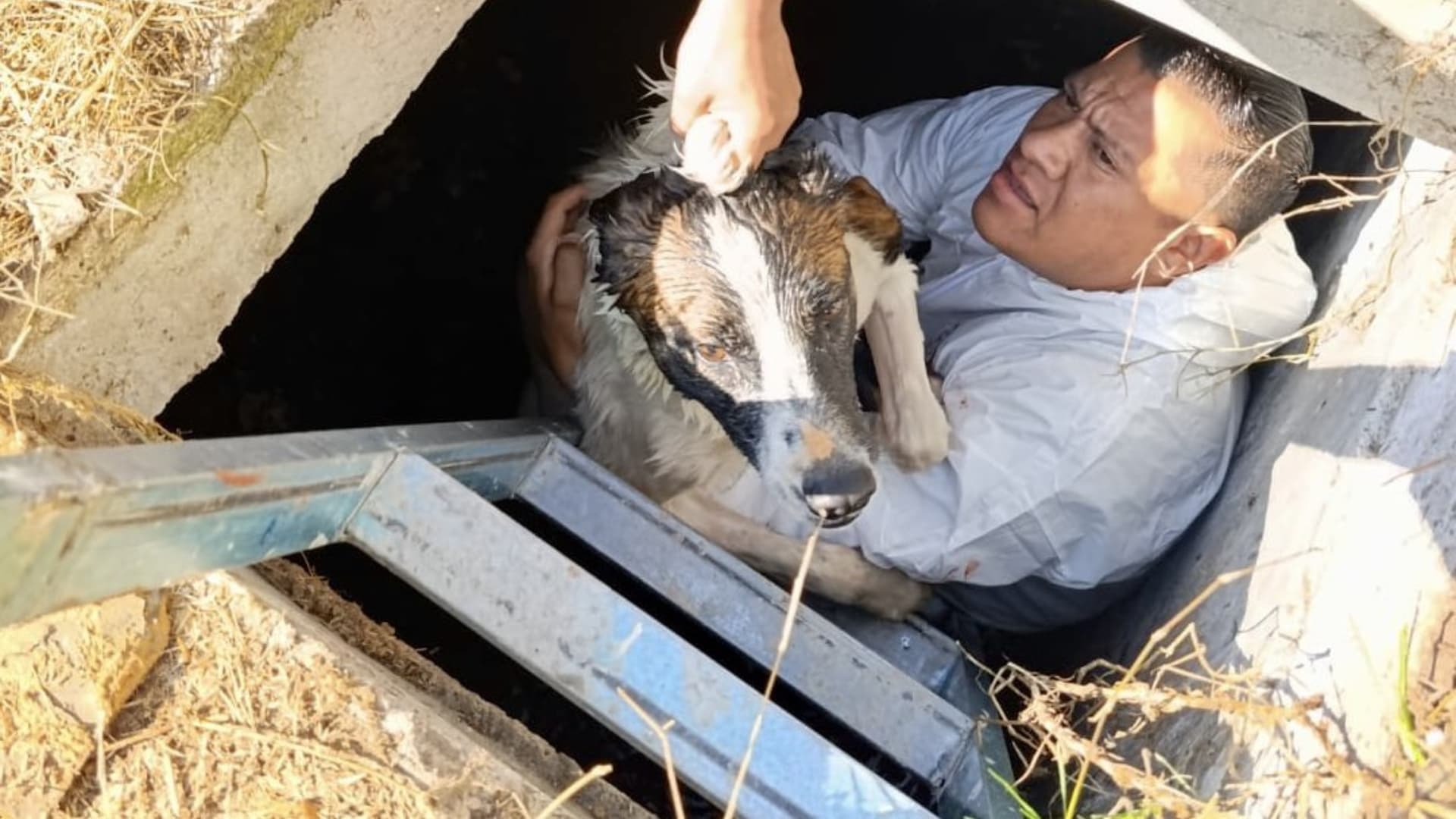 Perro Rescatado Caída Cisterna Santa María Tonantzintla San Andrés Cholula Puebla