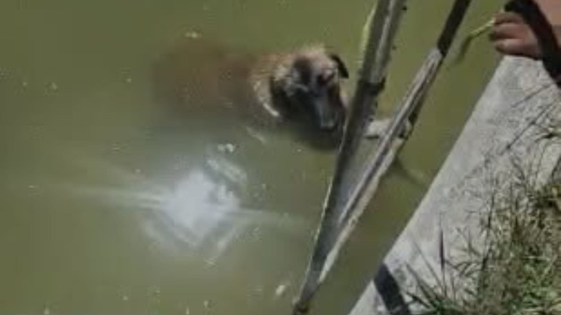 Perro Rescatado Atrapado Estanque Camino Viejo a Ocotlán Coronango Puebla