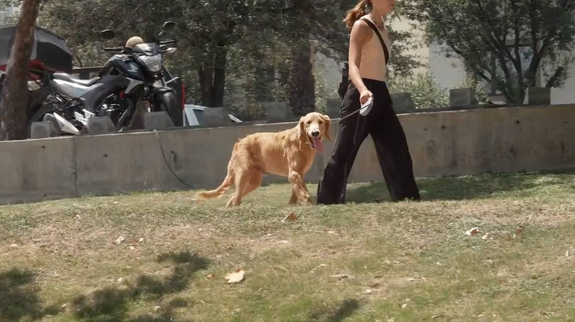 Perro paseando en parque de San Pedro Garza García