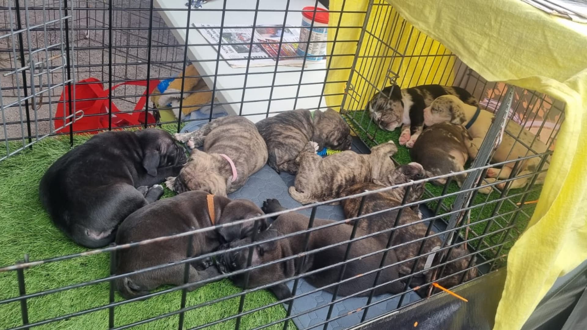 Cachorros puestos en venta al interior del Balneario del Bosque de San Juan de Aragón