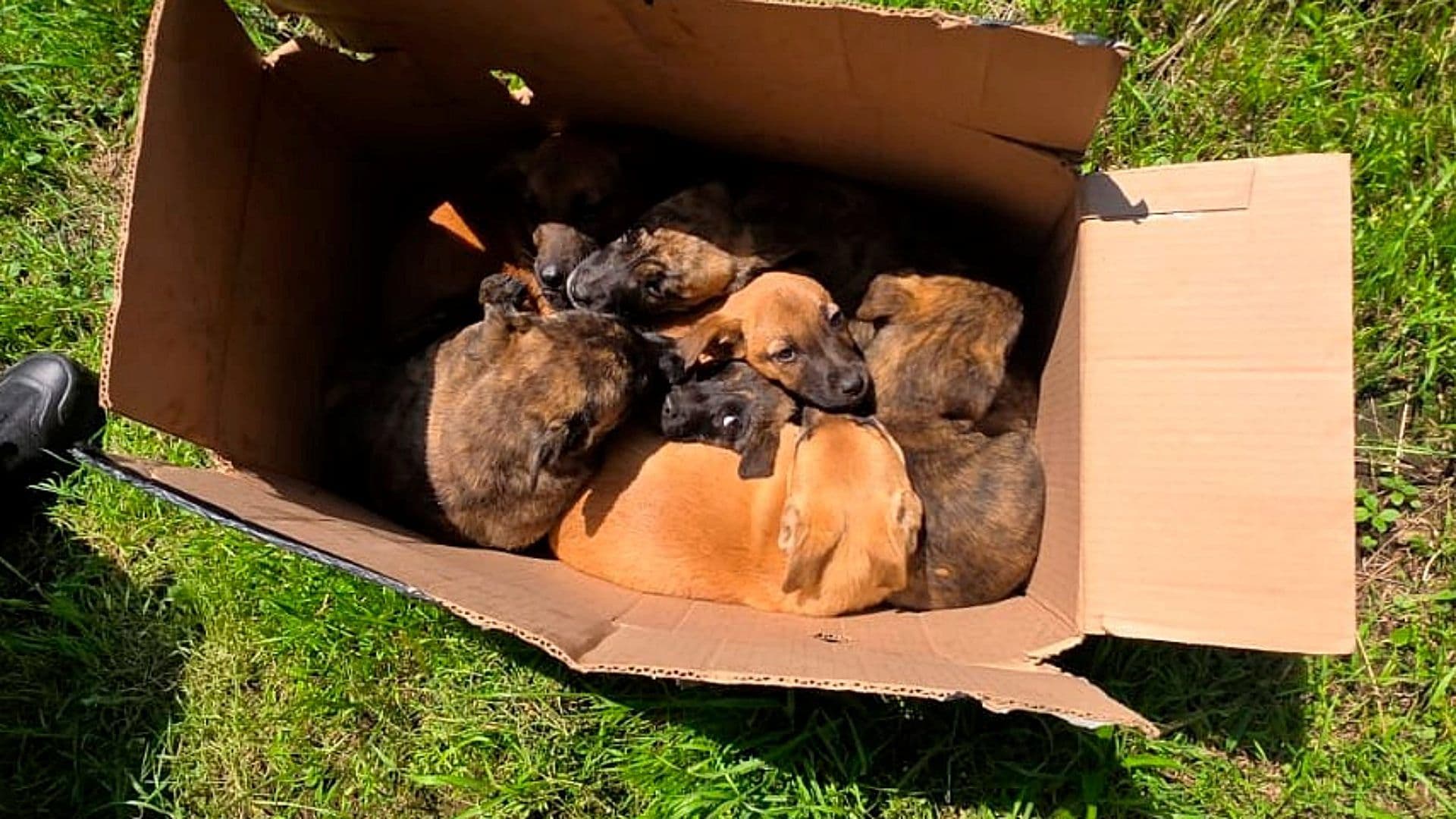 Cachorritos abandonados en una caja de cartón en Tlalpan. Foto: SSC