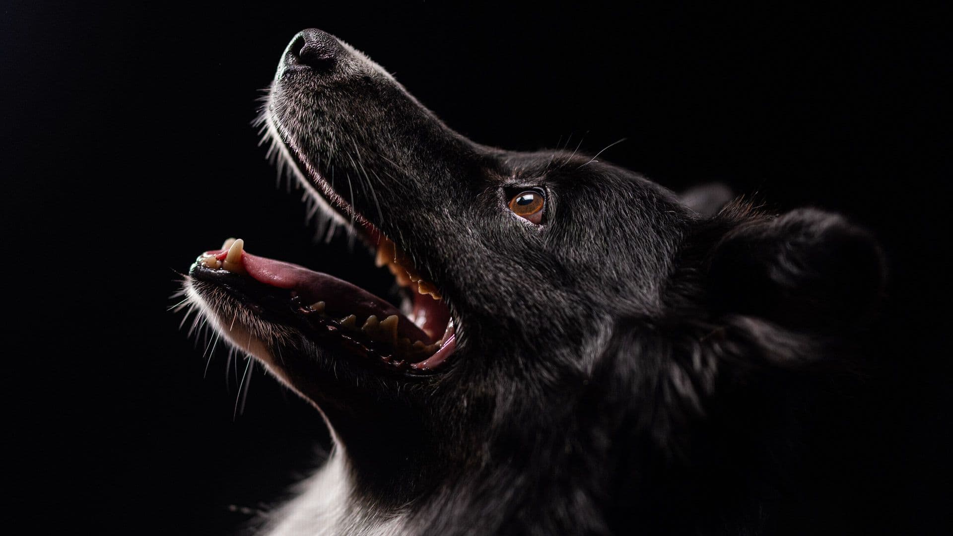 Perros rescatistas de la Cruz Roja