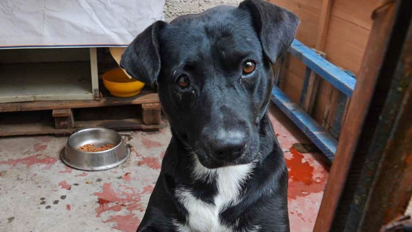 Esto debes hacer para denunciar el envenenamiento de perros o gatos en CDMX