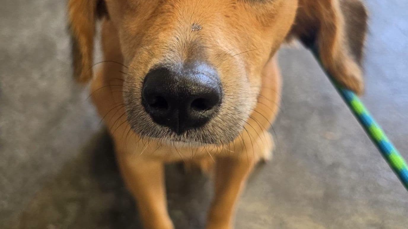 Envenenamiento de cuatro perros en Tehuacán, Puebla.