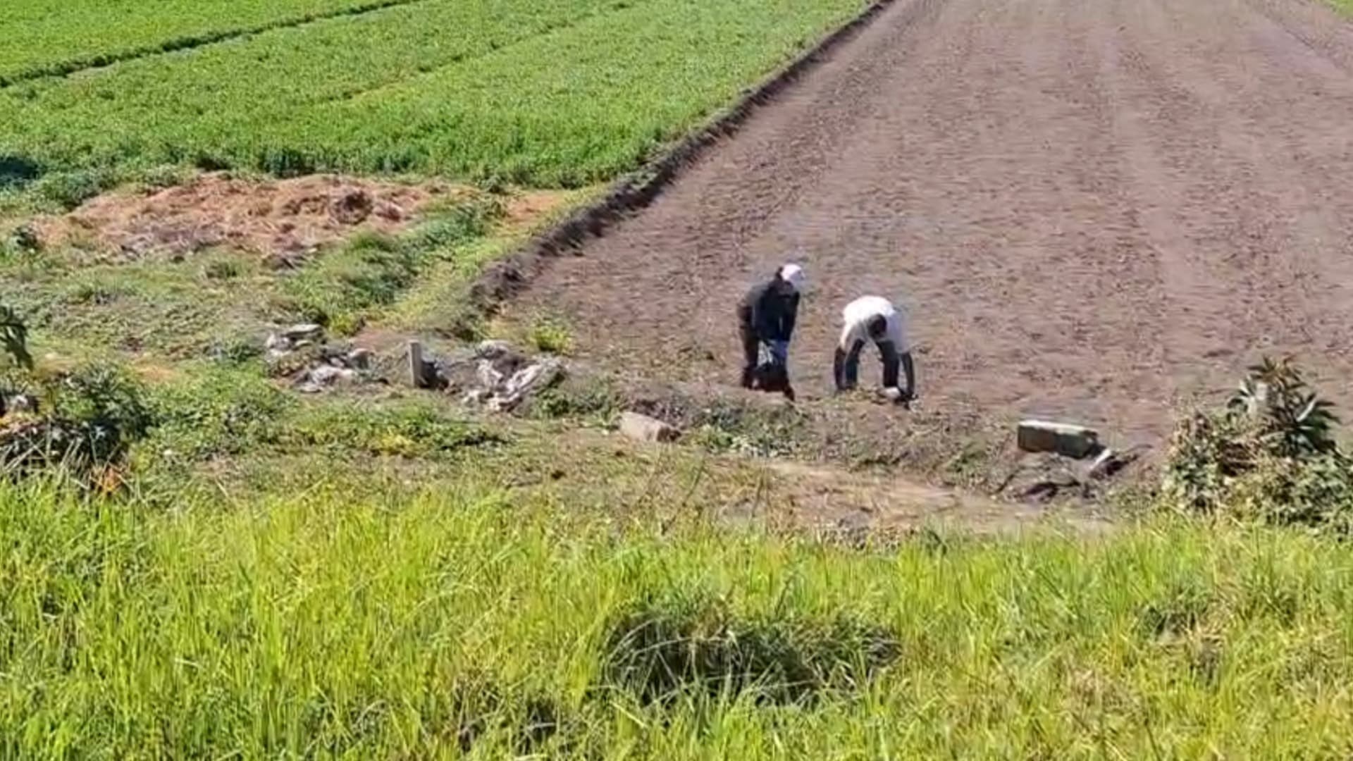 Hallan a cinco perros muertos en terrenos de cultivo de San Martín Texmelucan, Puebla.