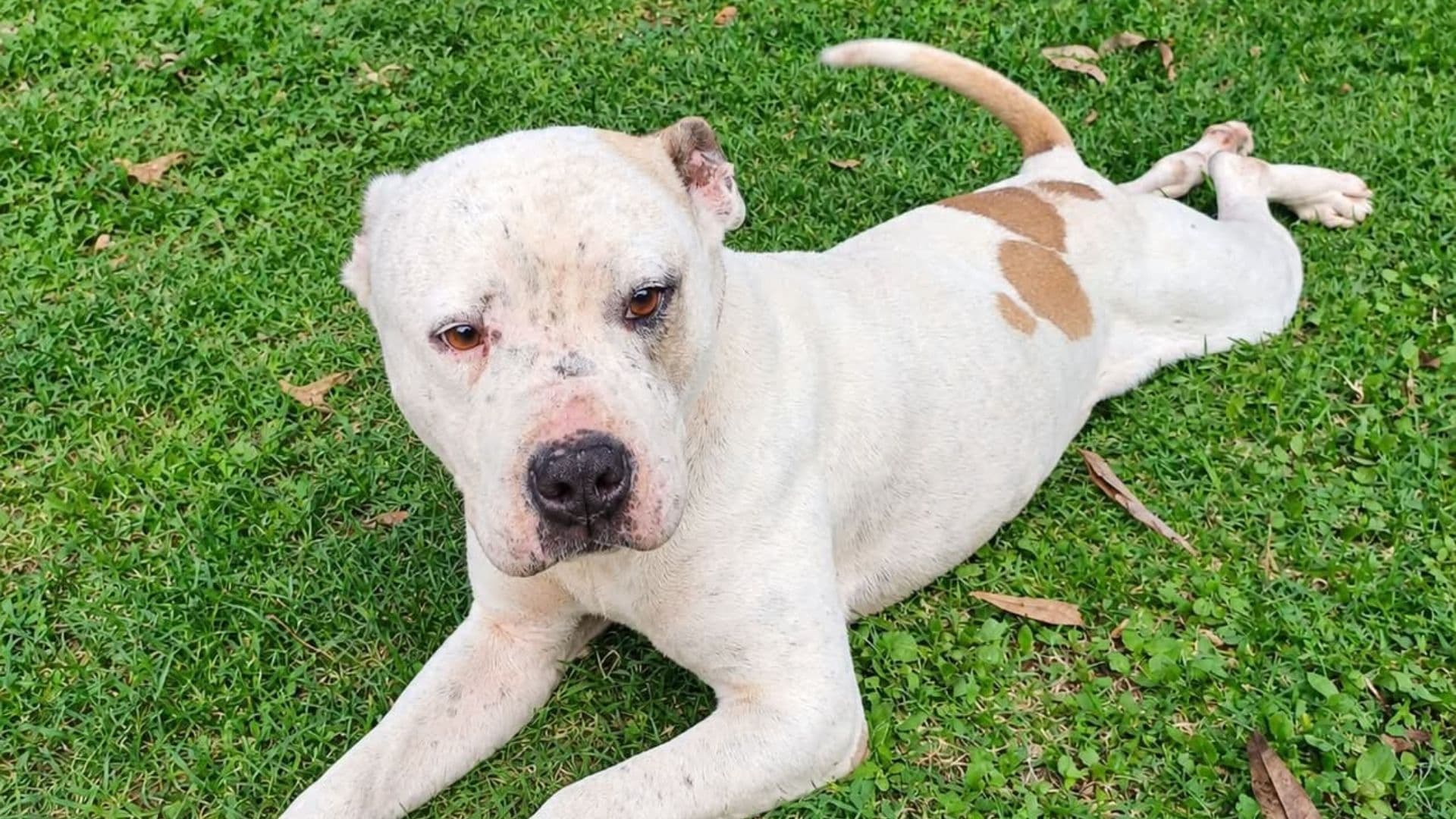 Dos Perros Morgan Queen Abandonados Asegurados Maltrato Animal Colonia Guadalupe Caleras Puebla