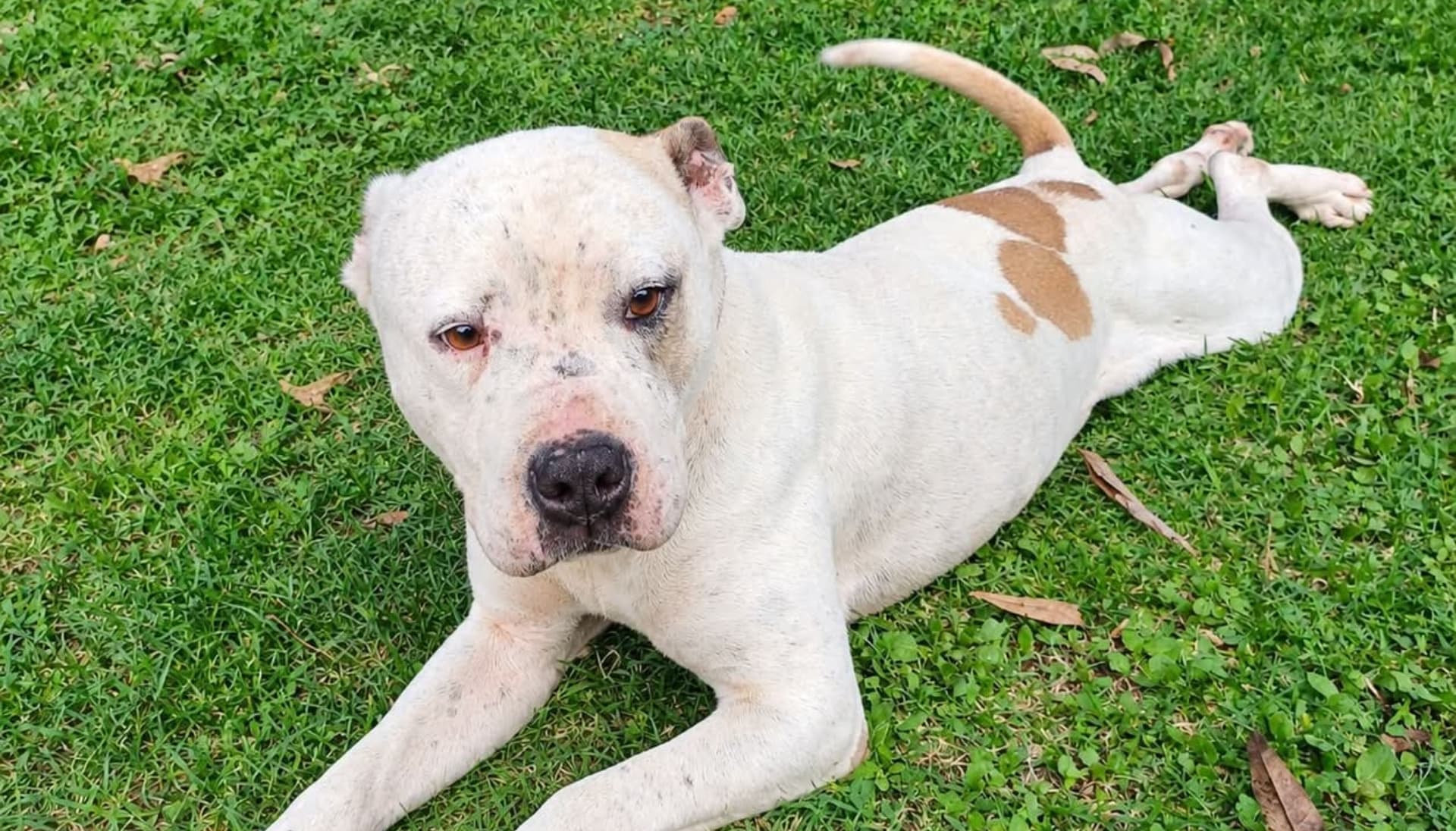 Dos Perros Morgan Queen Abandonados Asegurados Maltrato Animal Colonia Guadalupe Caleras Puebla