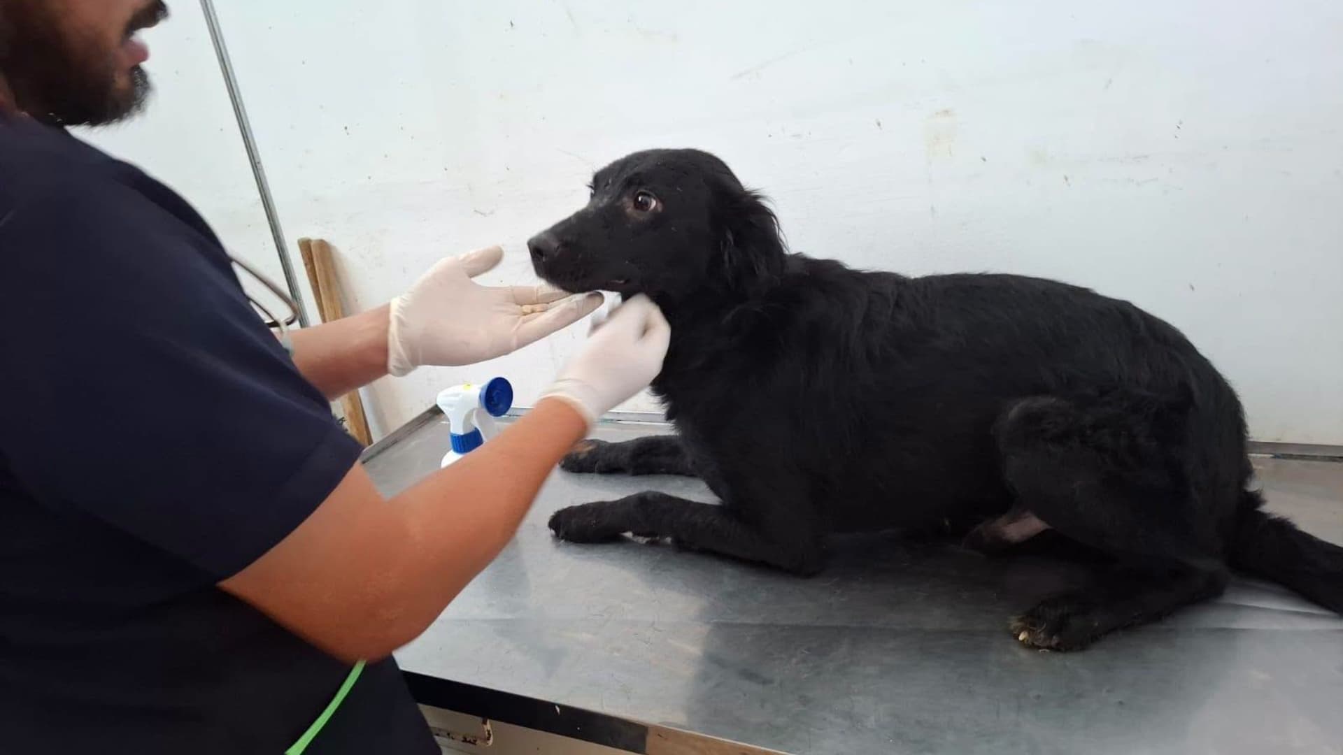 Rescatan a 13 Perros que Sufrían Presunto Maltrato Animal en una Vivienda de Puebla